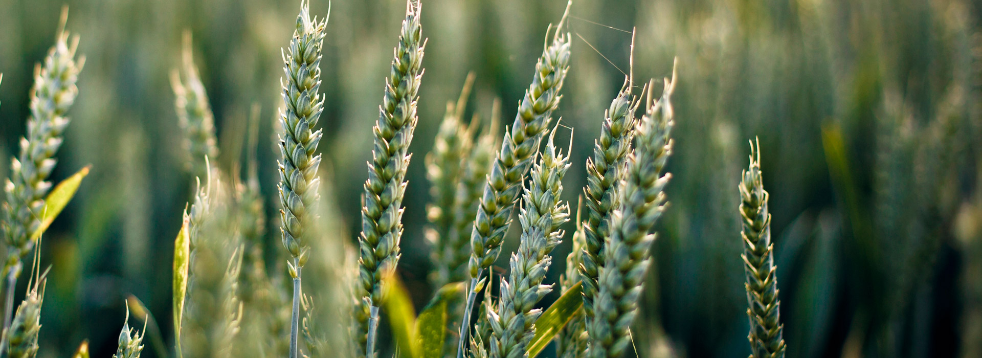 【应用宝】官方的秋思手机号轰炸平台